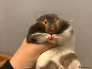Hamster rodents Pedigree Syrian hamster waiting list🐹 - Advert 1