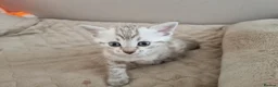 Bengal cats for sale: Snow Leopard Bengal Kitten - Advert 15