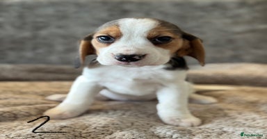 Beagle dogs KC REGISTERED SHOW TYPE BEAGLE PUPPIES  - Advert 14