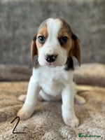 Beagle dogs KC REGISTERED SHOW TYPE BEAGLE PUPPIES - Advert 3