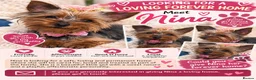 Yorkshire Terrier dogs for sale: Meet Nina -Quiet and Sweet Yorkie 💕 - Advert 11