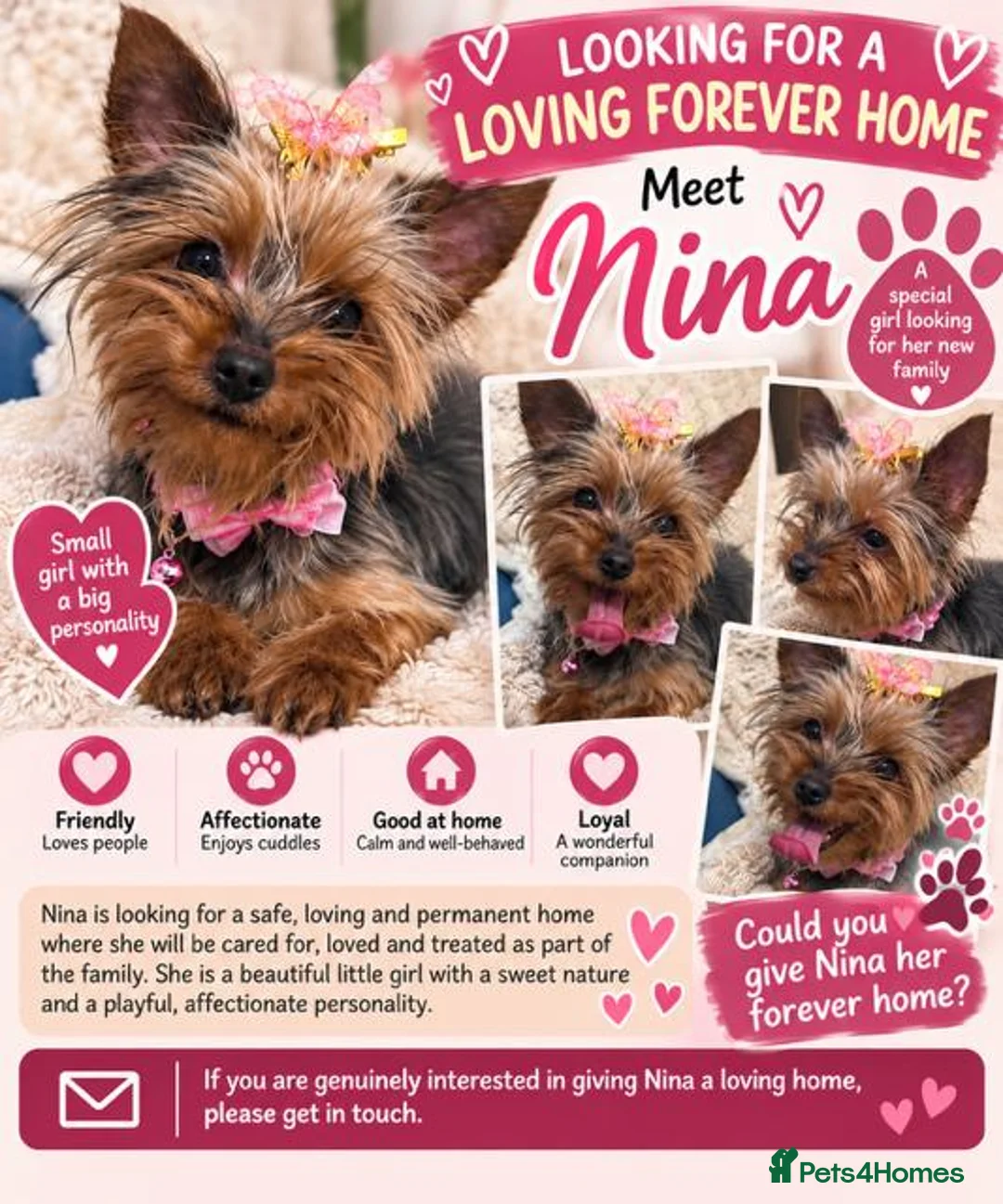 Yorkshire Terrier dogs for sale: Meet Nina -Quiet and Sweet Yorkie 💕 - Advert 11
