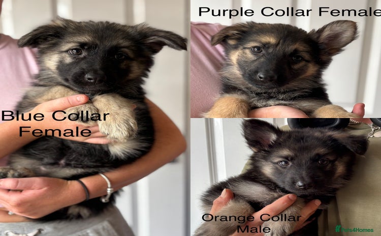 German Shepherd dogs - Advert 4