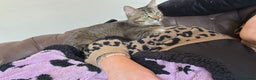 Domestic Shorthair cats for sale: 15 month old male tabby cat - Advert 2