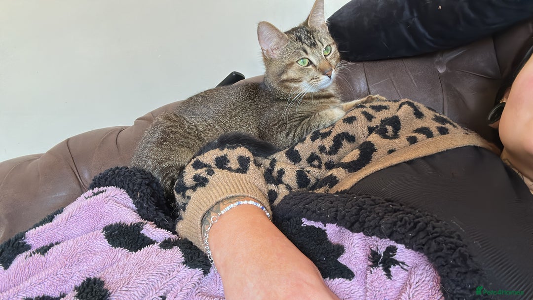 Domestic Shorthair cats for sale: 15 month old male tabby cat - Advert 2