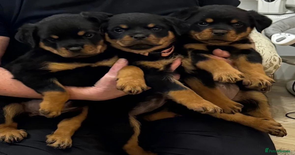 Rottweiler pups £1500 for sale in Ryton | Pets4Homes