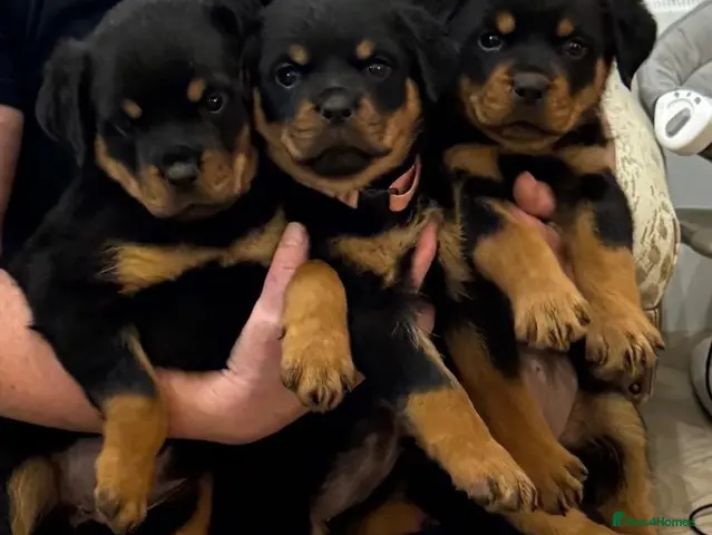 Rottweiler dogs for sale: Rottweiler pups £1500 - Advert 1