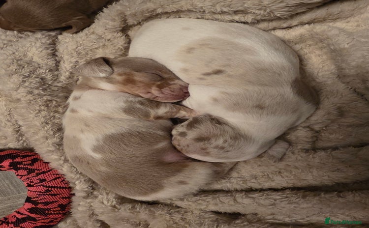 Dachshund dogs - Advert 13
