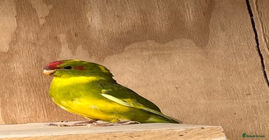 Parakeets birds - Advert 2
