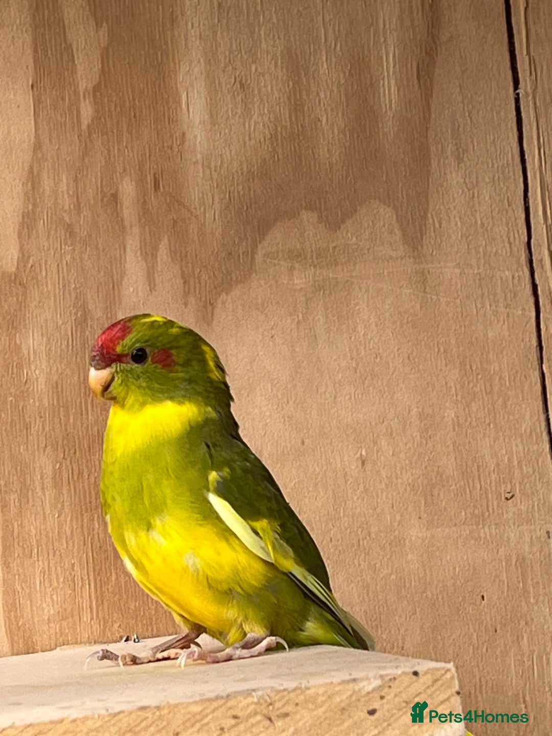 Parakeets birds for sale: Kakarikis  - Image 2
