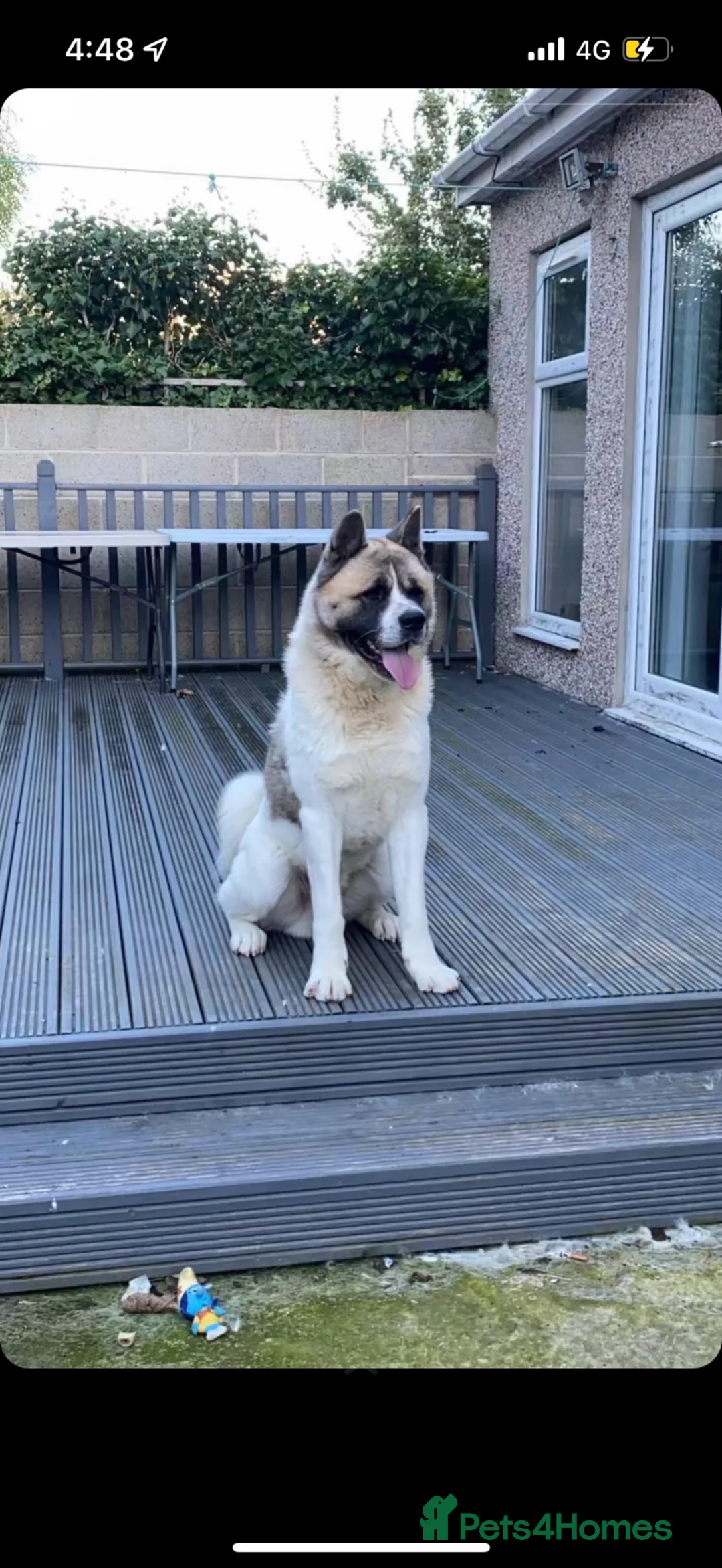 Akita dogs for sale: Chico - Advert 2