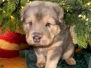Shar Pei dogs Tan point bear and brush coat puppies - Advert 3