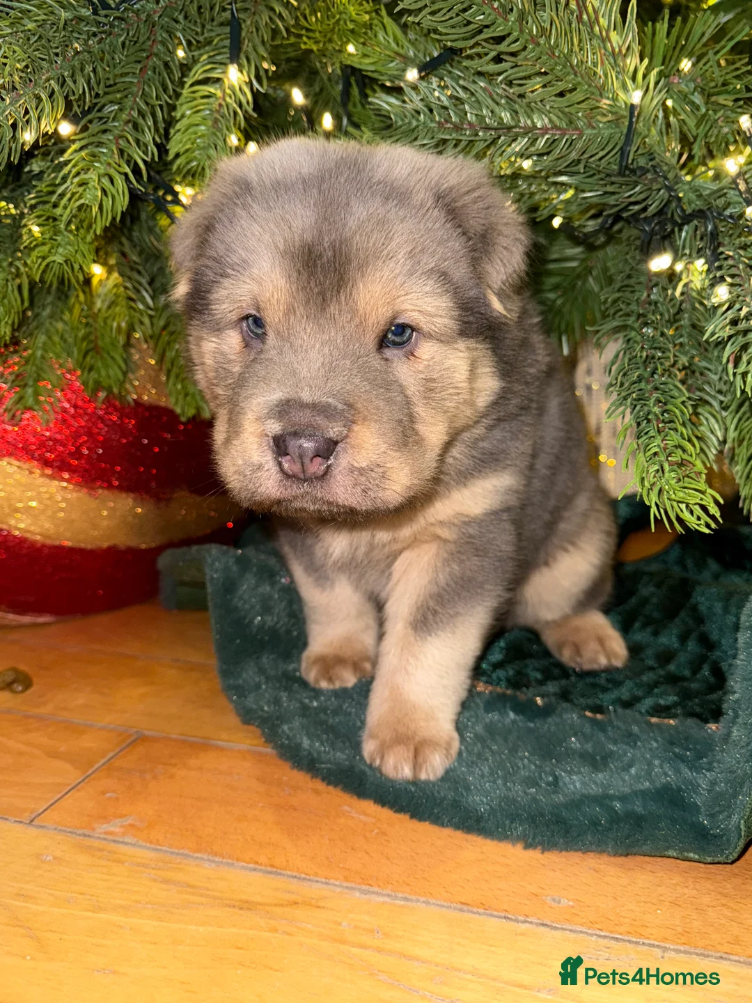 Shar Pei dogs for sale: Tan point bear and brush coat puppies - Advert 1