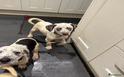 Mixed Breed dogs for sale: Collie x Dalmatian Puppies - Advert 10