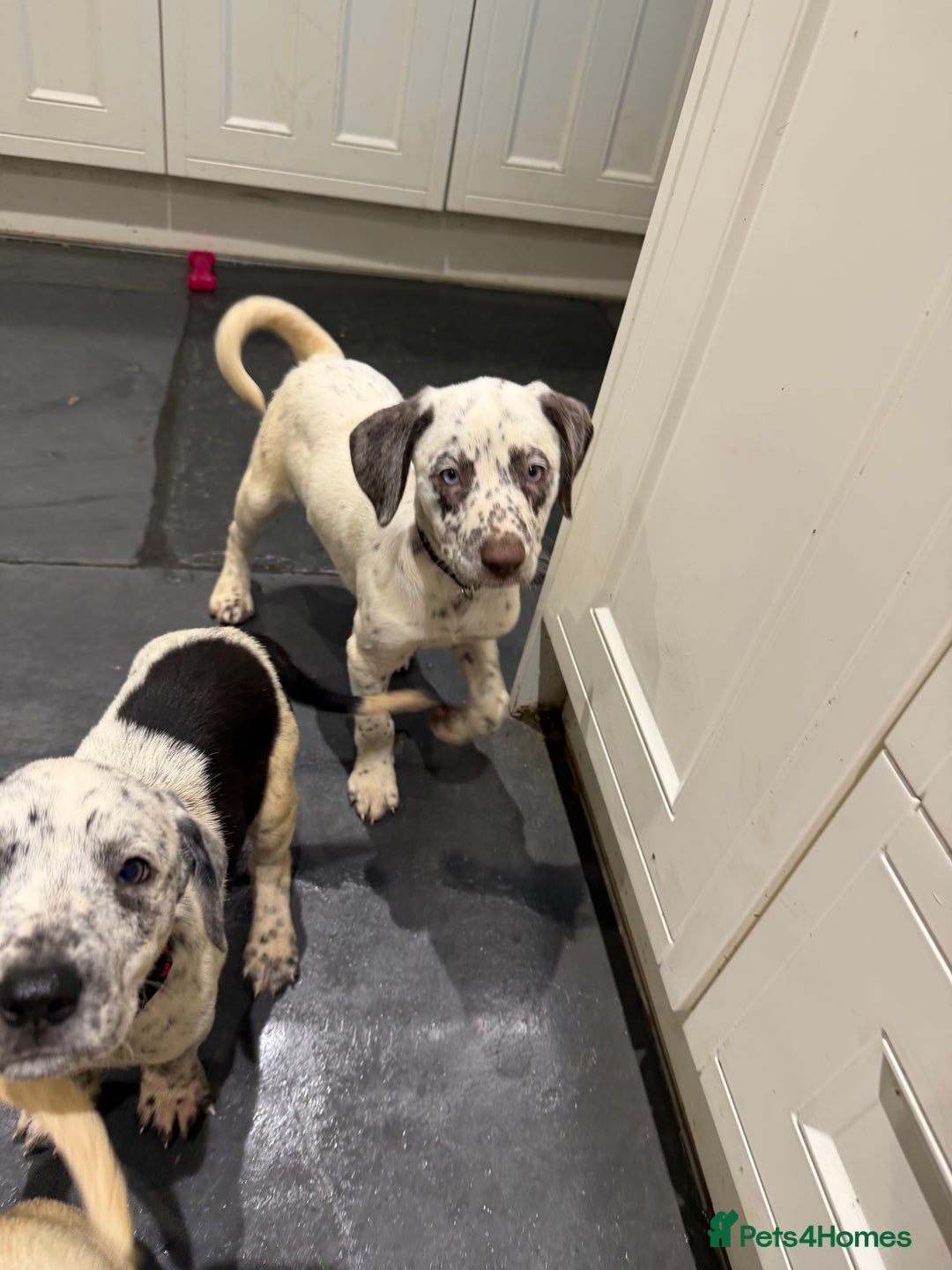 Mixed Breed dogs for sale: Collie x Dalmatian Puppies - Advert 10