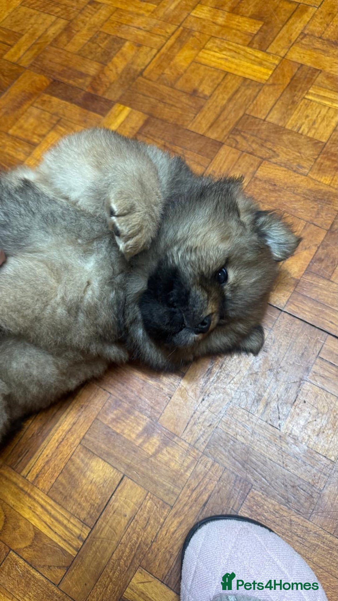 Chow Chow dogs for sale: Puppies looking for new home - Image 38