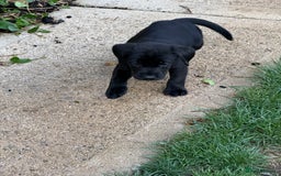Labrador Retriever dogs for sale: Last gorgeous Labrador dog puppy - Image 5