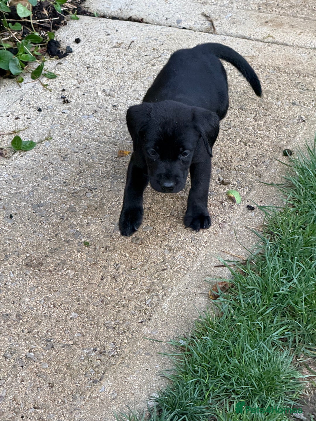 Labrador Retriever dogs for sale: Last gorgeous Labrador dog puppy - Image 5