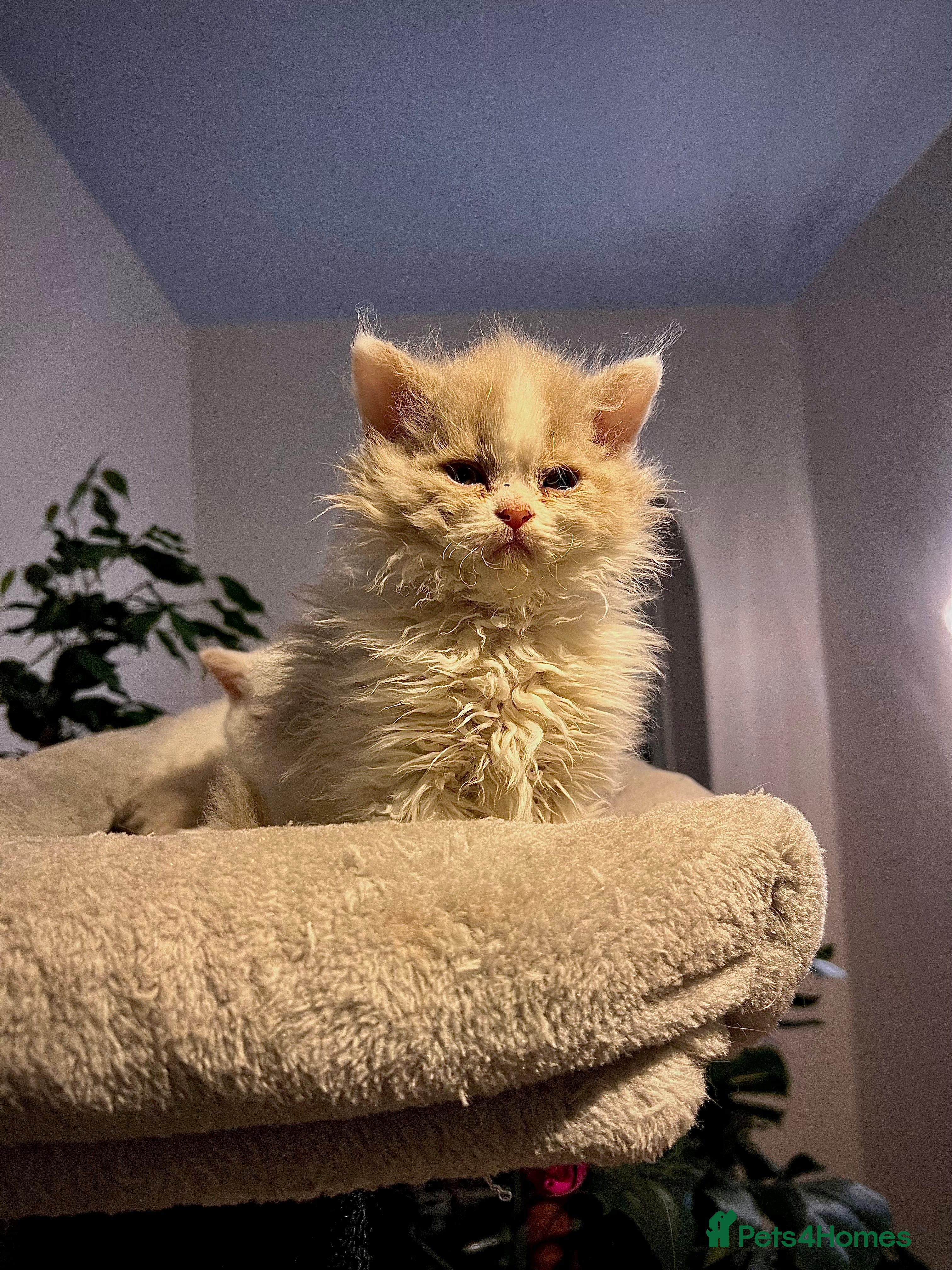 Selkirk Rex cats SELKIRK REX KITTENS  😻 - Advert 2