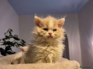 Selkirk Rex cats SELKIRK REX KITTENS 😻 - Advert 15