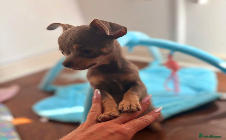 Chihuahua dogs - Advert 2