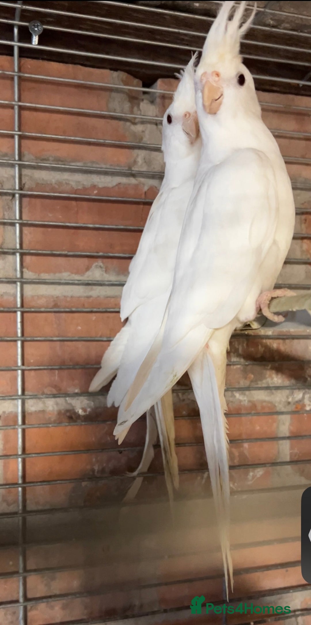 Cockatiels birds for sale: TWO ALBINO COCKATIELS FOR SALE - Advert 4