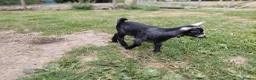 Goats livestock for sale: Pygmy goats - Advert 7