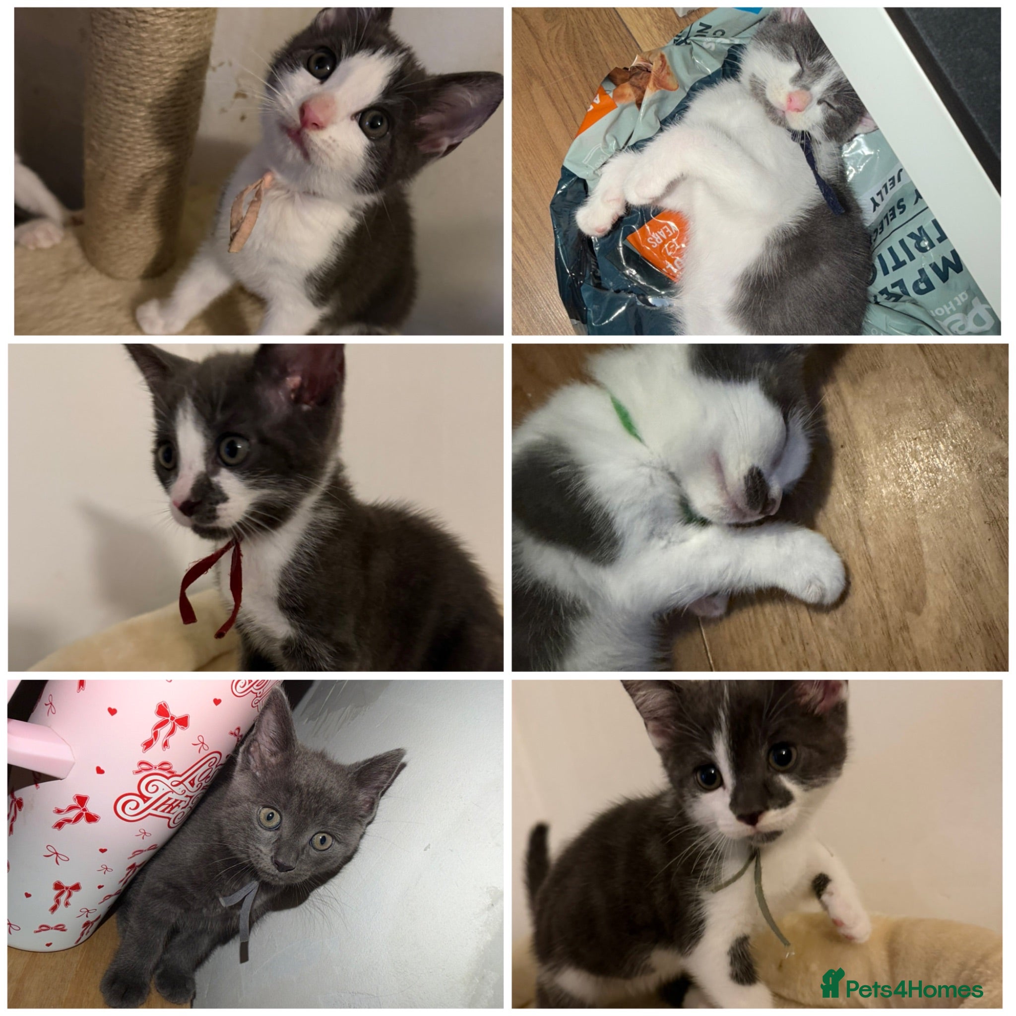 Mixed Breed cats 7 beautiful kitten ready now  - Advert 1