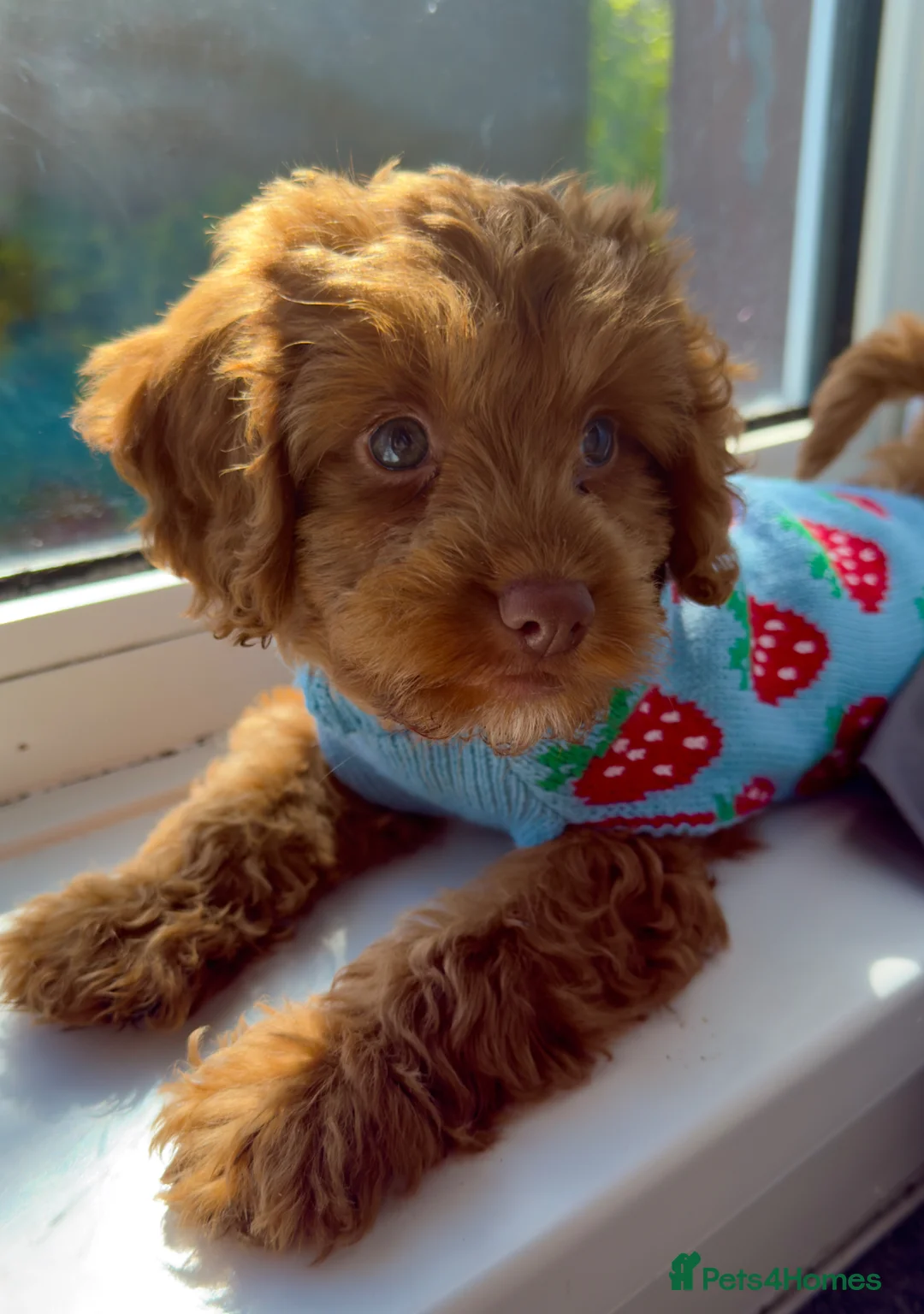 Cockapoo dogs for sale: Cali (cockapoo) - Advert 4