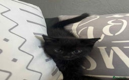 Mixed Breed cats for sale: Male kittens for sale  - Image 5