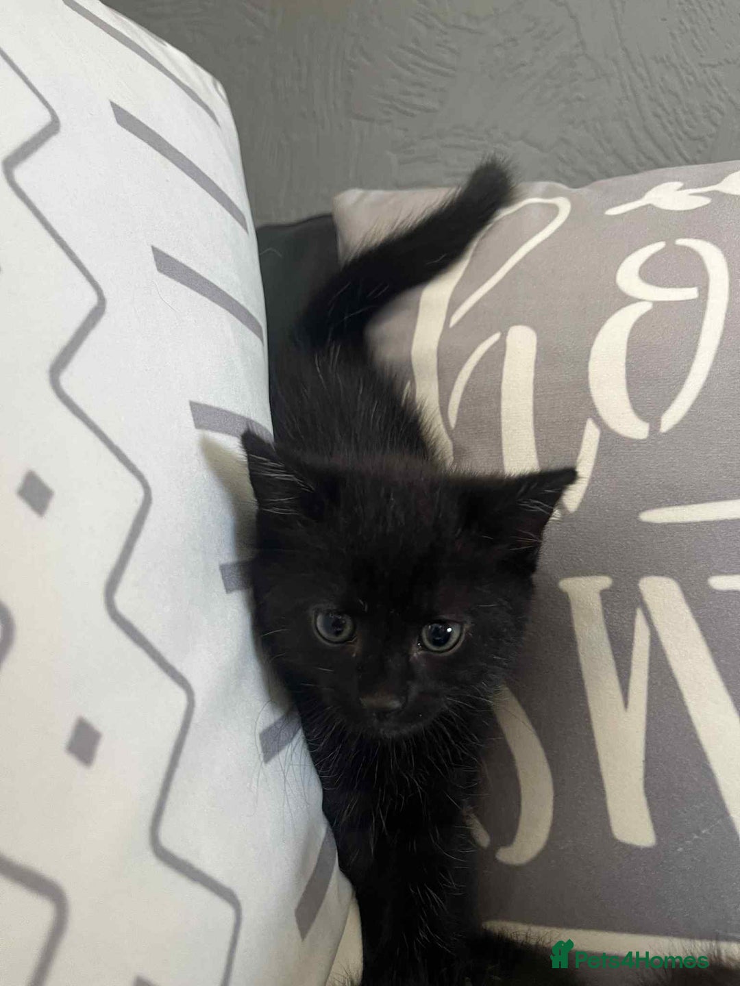 Mixed Breed cats for sale: Male kittens for sale  - Image 5