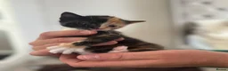 Domestic Shorthair cats for sale: Last kitten left of the litter  - Advert 8