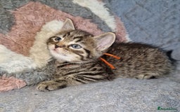 Ragdoll cats for sale: Ragdoll cross - Image 8