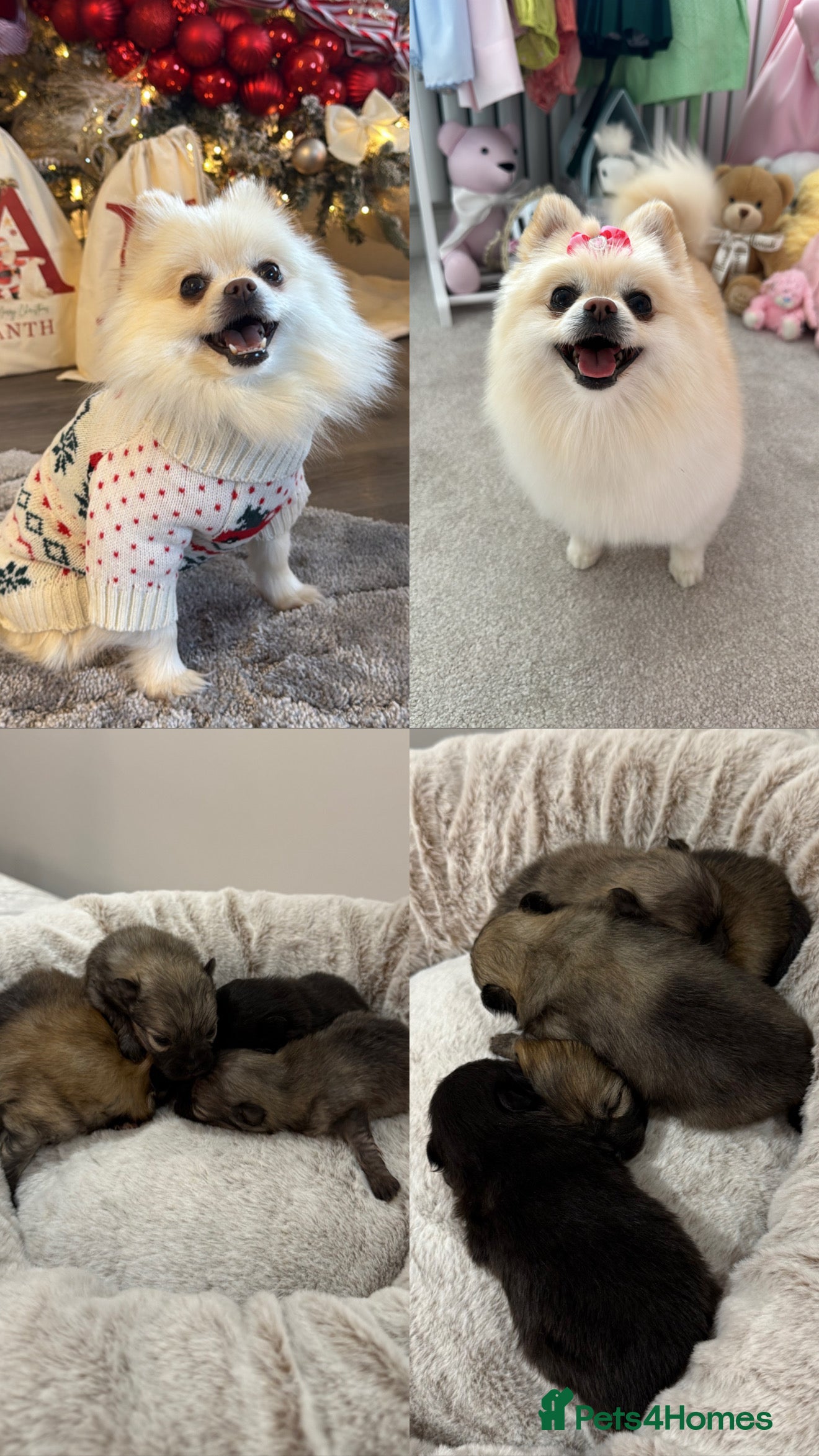 Pomeranian dogs Teddy Bear Pomerians  - Advert 5