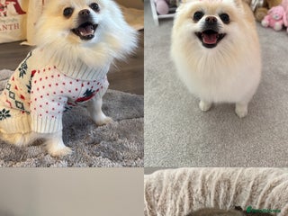 Pomeranian dogs Teddy Bear Pomerians - Advert 7