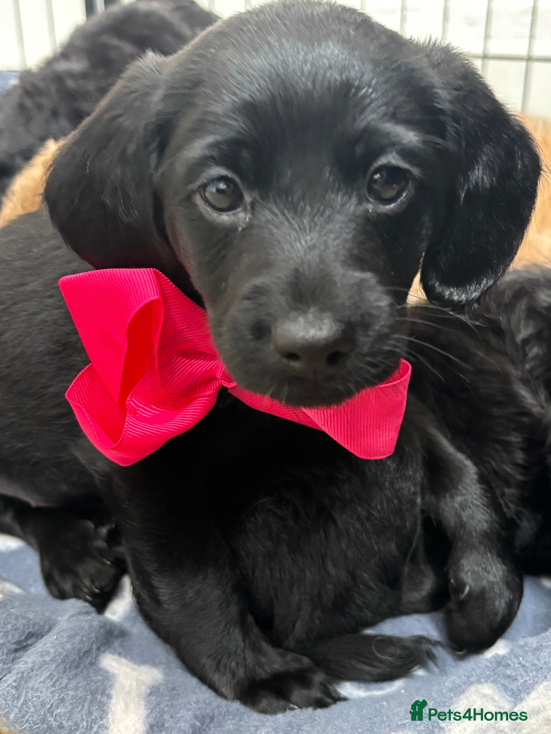 Mixed Breed dogs for sale: 1 Girl and 2 Boys mini labradoodles puppy’s left - Advert 2