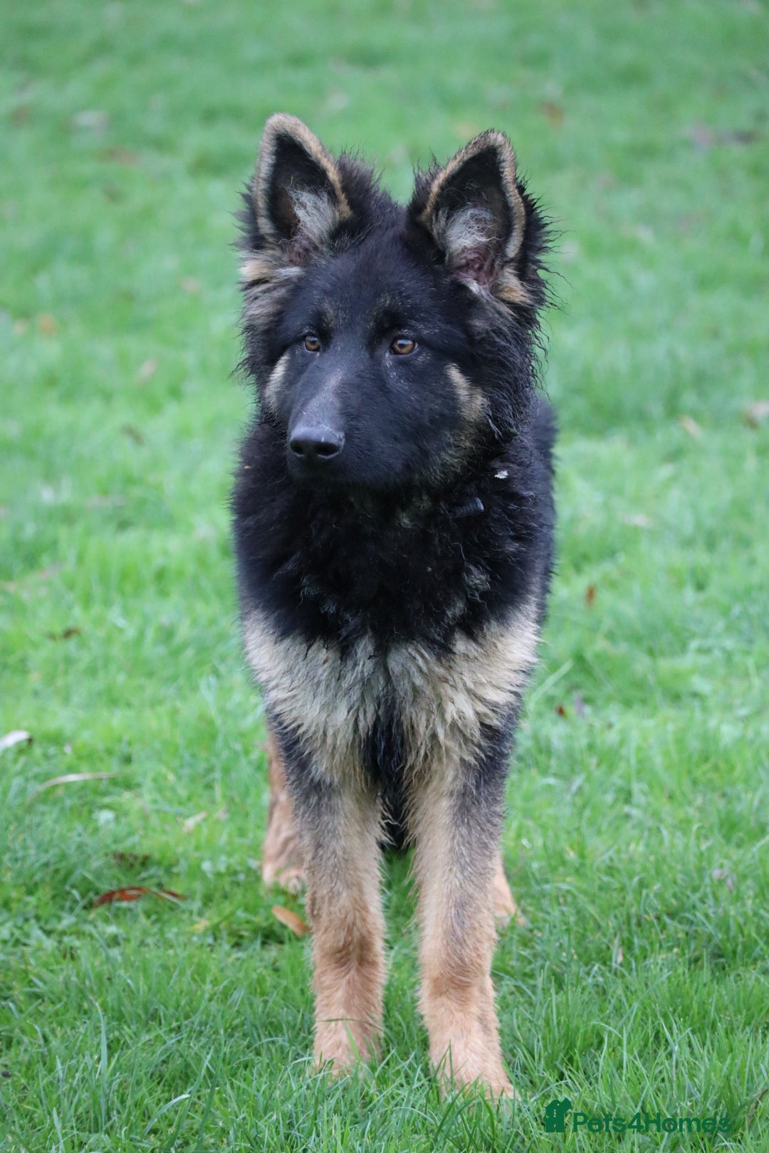 German Shepherd dogs for sale: Lovely gsd female top pick - Advert 10