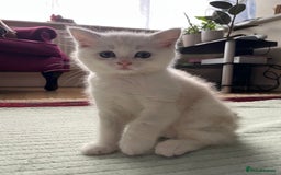British Shorthair cats for sale: 4 Beautiful British short hair & Ragdoll kittens - Image 10