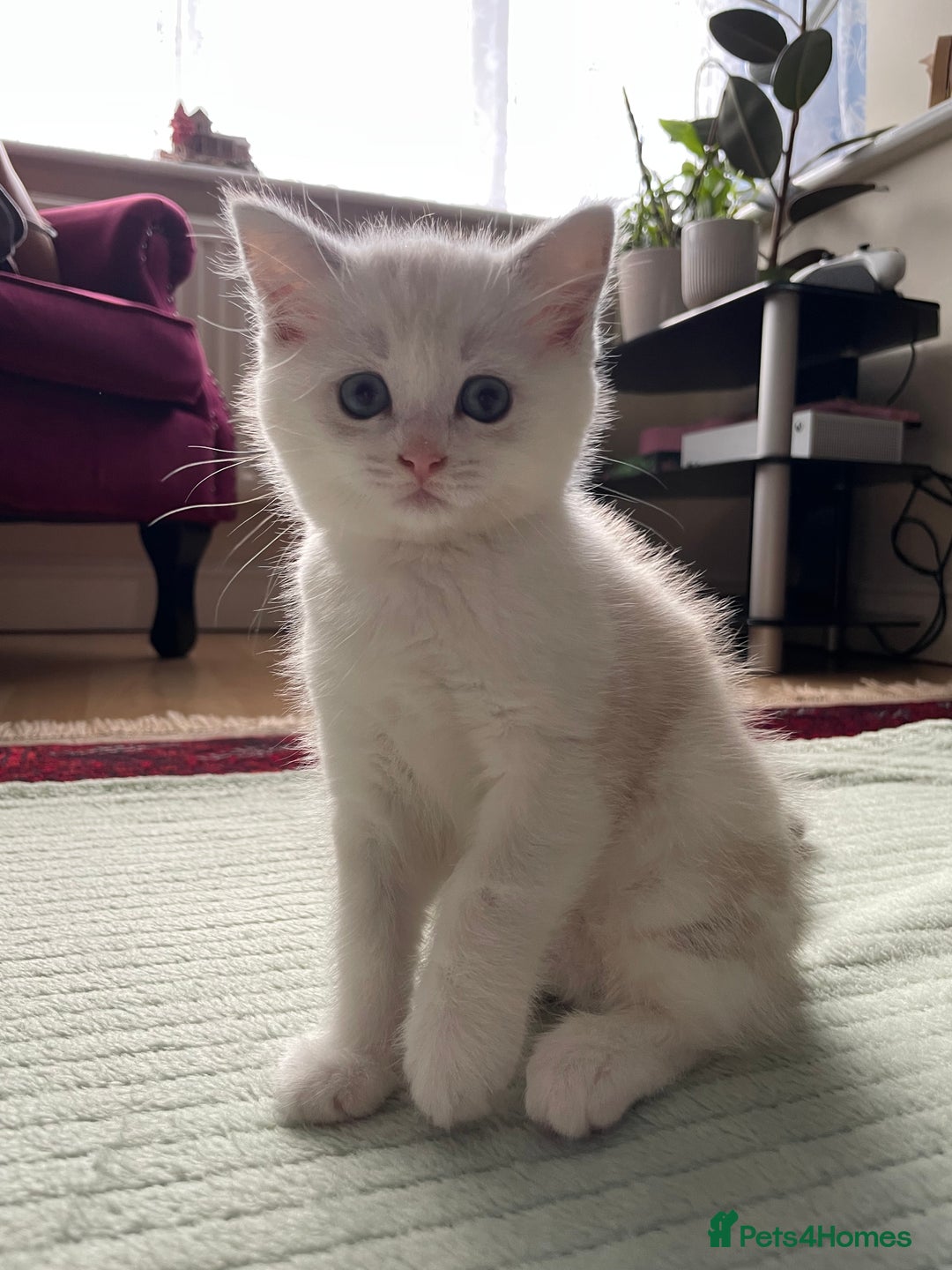British Shorthair cats for sale: 4 Beautiful British short hair & Ragdoll kittens - Image 10
