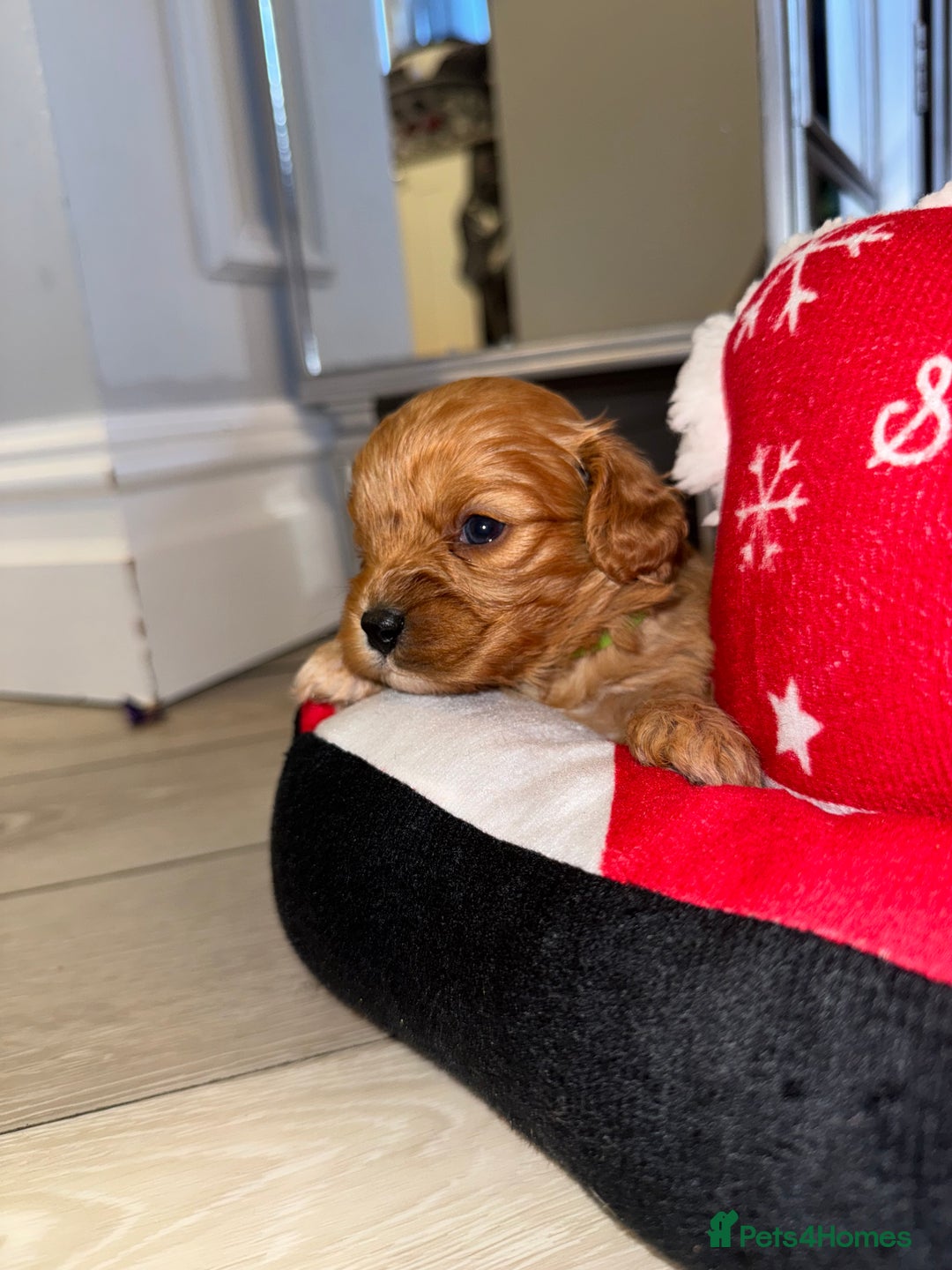 Cavapoo dogs for sale: 🐾 Tiny F1 Cavapoo Puppies – 3 Girls & 1 Boy! 🐾 - Image 8