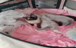 Ragdoll cats for sale: Original purebred Ragdoll kittens.Girl and boy. - Image 17