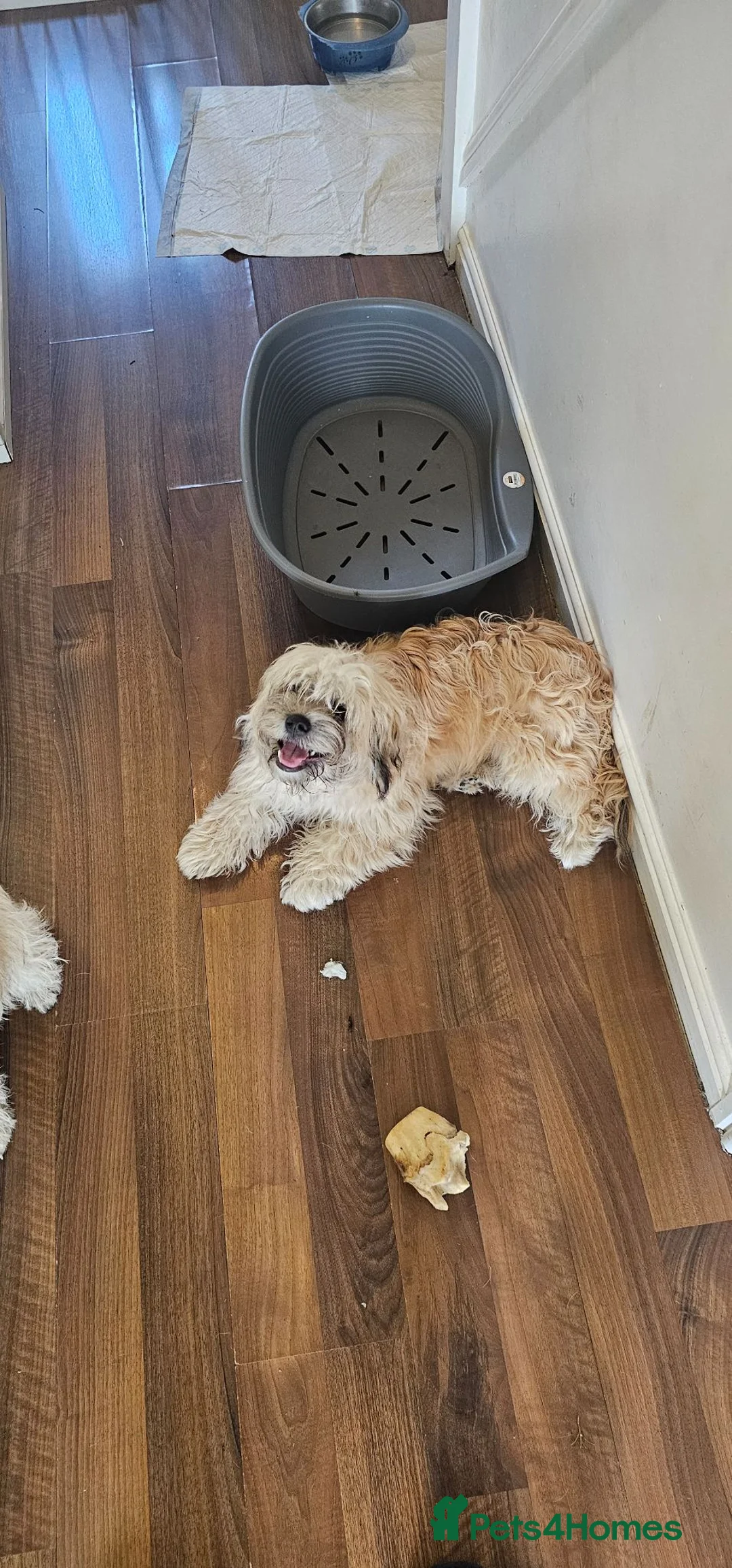 Mixed Breed dogs for sale: Bichon×maltesexpug in Sudbury - Advert 1