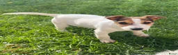 Jack Russell dogs for sale: Pure Bred Jack Russell Puppies - Advert 7