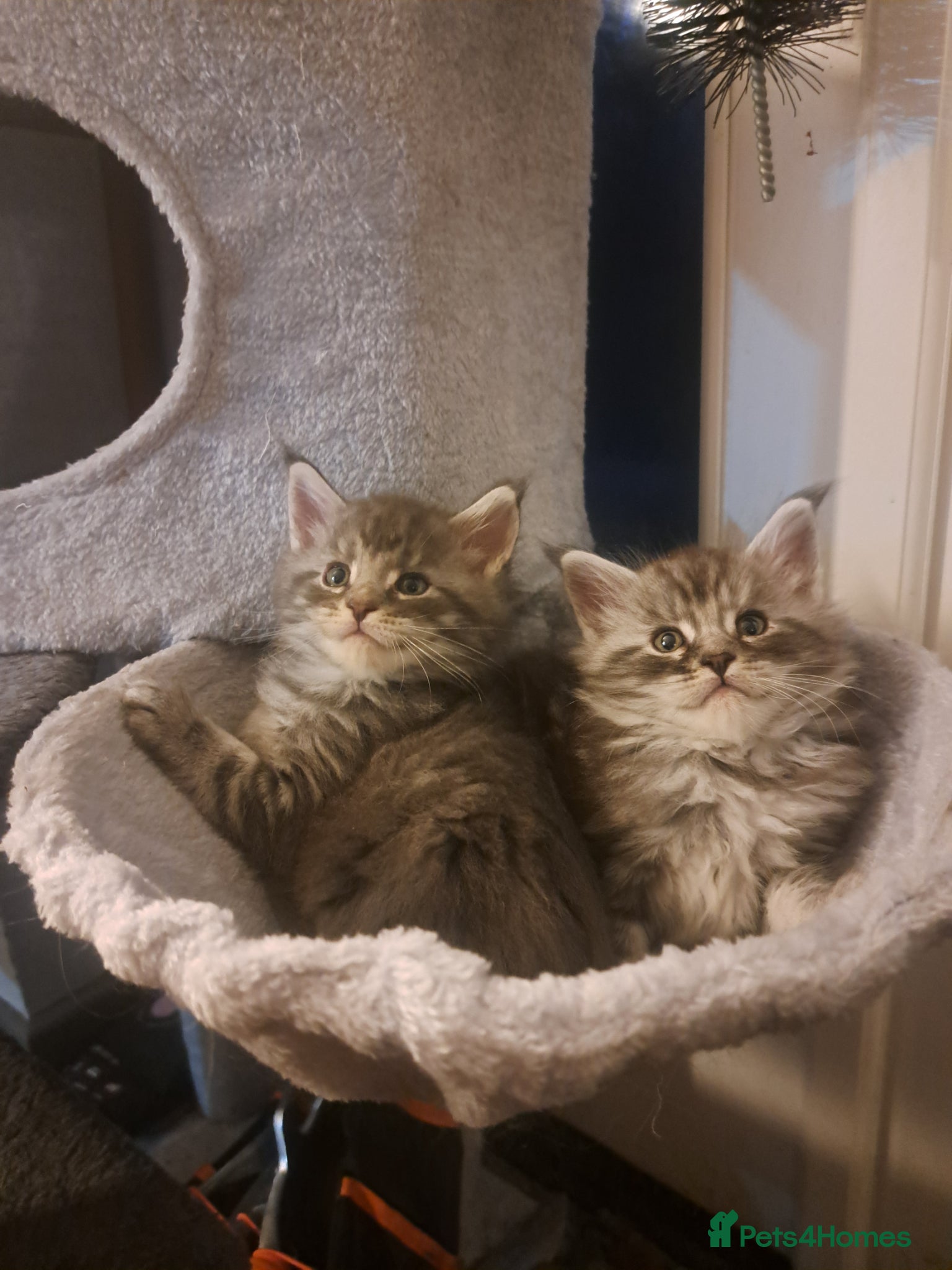 Maine Coon cats LAST 3 Maine Coon Kittens for sale - Advert 18