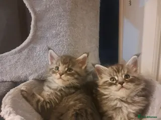 Maine Coon cats LAST 3 Maine Coon Kittens for sale - Advert 18