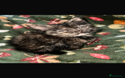 Persian cats for sale: ✨ 10-Week-Old Persian X Kitten ✨ - Advert 1