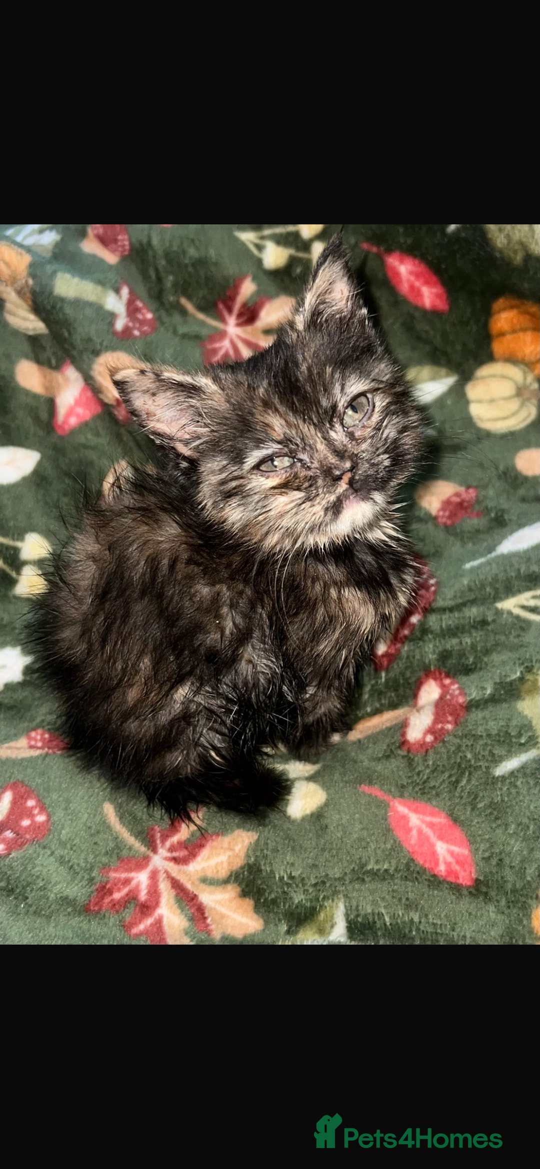 Persian cats for sale: ✨ 10-Week-Old Persian X Kitten ✨ - Advert 1