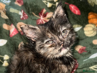 Persian cats ✨ 10-Week-Old Kitten Looking for a Loving Home ✨ - Advert 14