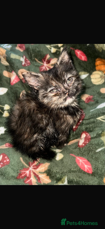 Persian cats ✨ 10-Week-Old Persian X Kitten ✨ - Advert 1