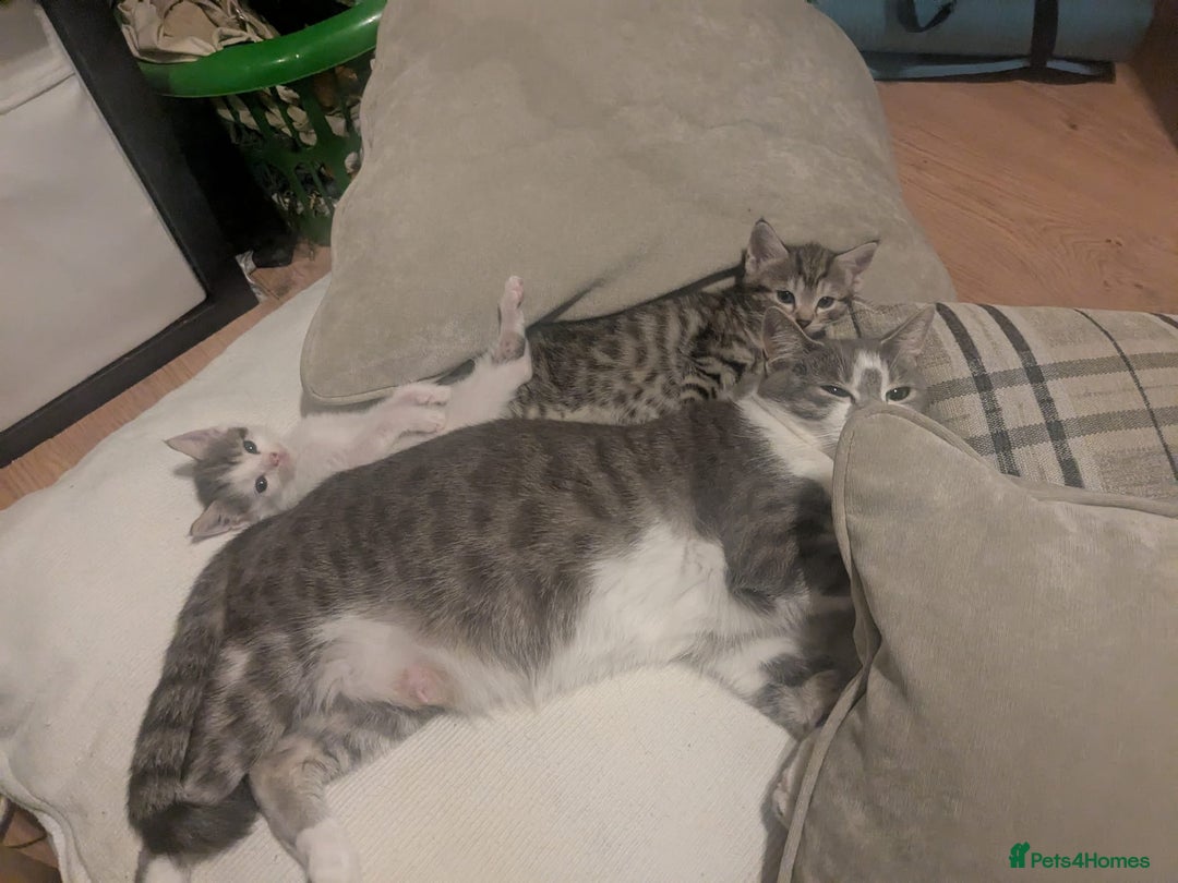 American Shorthair cats for sale: 2 x 8 week kittens available  - Image 6